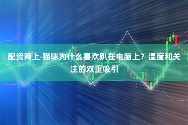 配资网上 猫咪为什么喜欢趴在电脑上?温度和关注的双重吸引