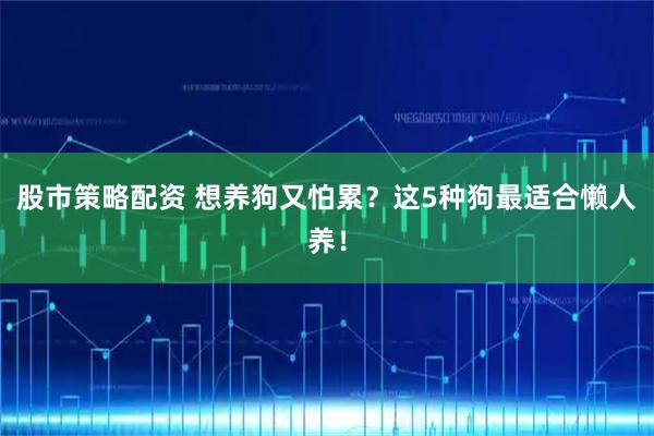 股市策略配资 想养狗又怕累?这5种狗最适合懒人养!